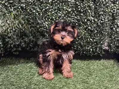 Male Yorkie Puppy for Sale in Cordova, TN