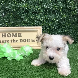 Male Yorki Parti puppy named Troy for sale at Puppy Dreams - Memphis.