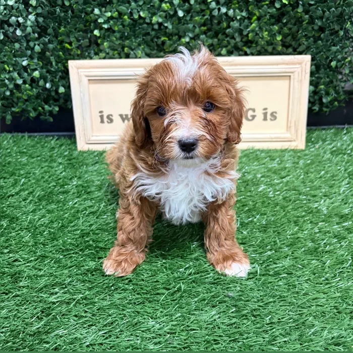 Male Mini Goldendoodle puppy named Gucci for sale at Puppy Dreams - Memphis.