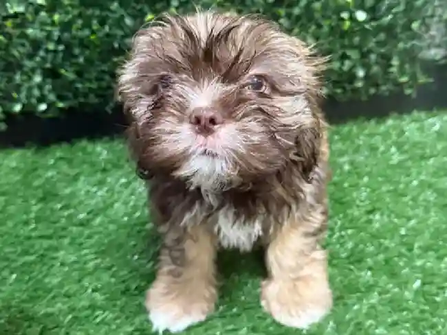 Male Shih Tzu Puppy for Sale in Cordova, TN
