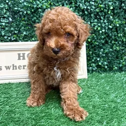 Male Toy Poodle puppy named Rex for sale at Puppy Dreams - Memphis.
