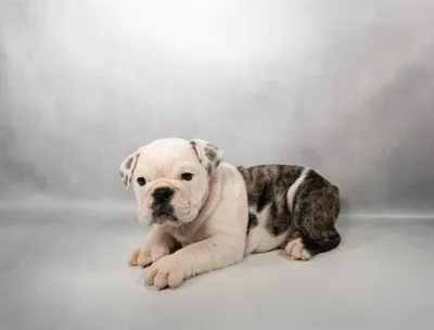 Male English Bulldog puppy for sale at Puppy Dreams - Memphis.