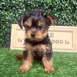Male Yorkie puppy named Dallas for sale at Puppy Dreams - Memphis.