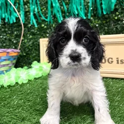 Male Cocker Spaniel puppy named Cooper for sale at Puppy Dreams - Memphis.