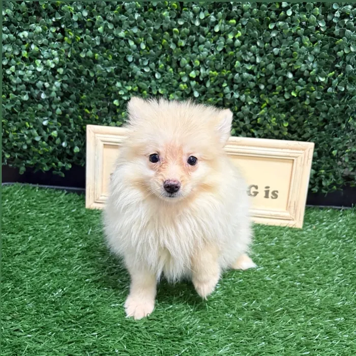 Female Pomeranian puppy named Butters for sale at Puppy Dreams - Memphis.