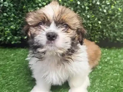 Male Shih Tzu Puppy for Sale in Cordova, TN