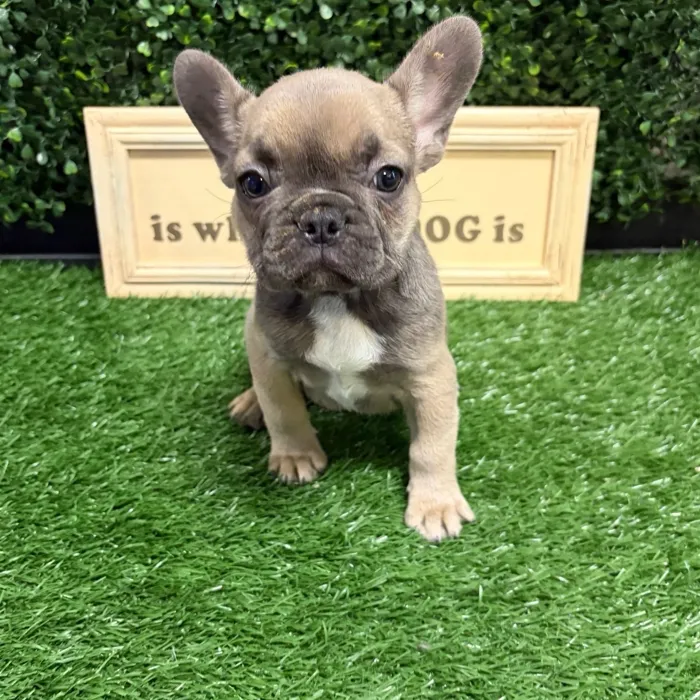 Female French Bulldog puppy named Frenchie for sale at Puppy Dreams - Memphis.