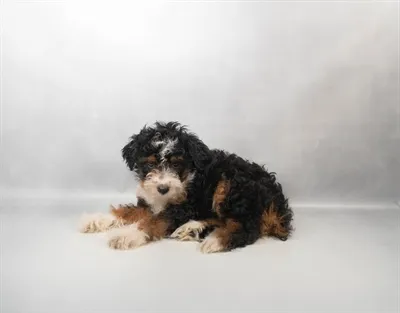 Male Hybrid puppy for sale at Puppy Dreams - Memphis.