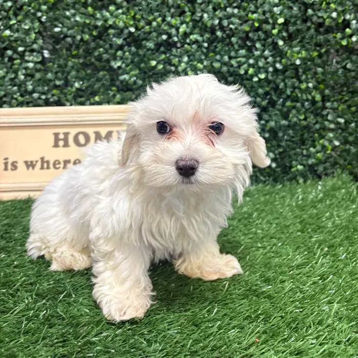 Male Maltese puppy named Rice for sale at Puppy Dreams - Memphis.