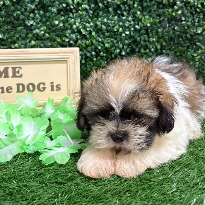 Male Shih Tzu puppy named Craig for sale at Puppy Dreams - Memphis.