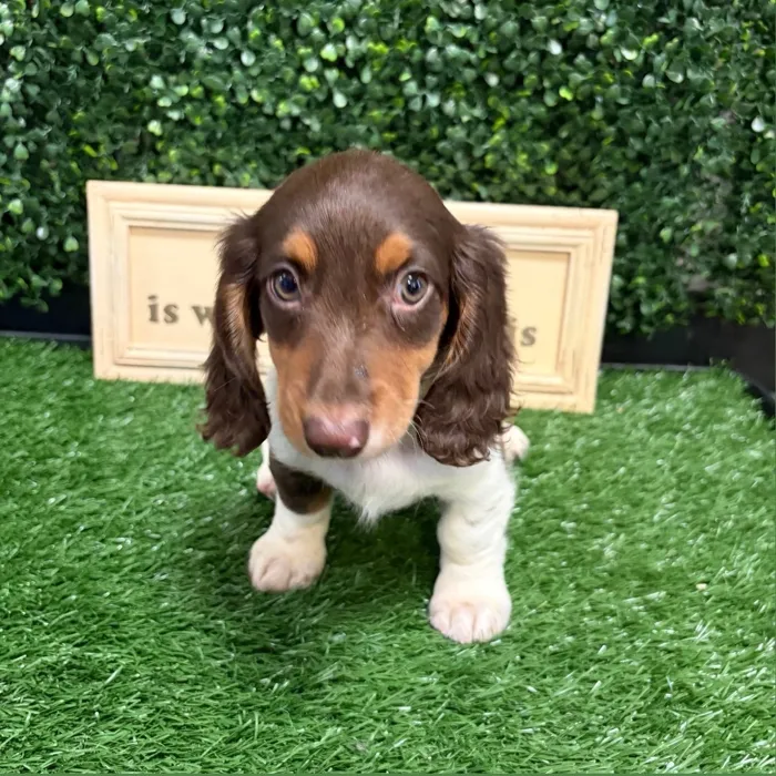 Male Dachshund puppy named Chanel for sale at Puppy Dreams - Memphis.