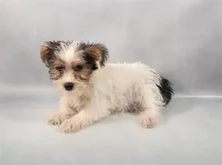 car_main_img_/media/ap_media/pets/JDLHEIROUUBX131819.webp.250x250_q85.webp