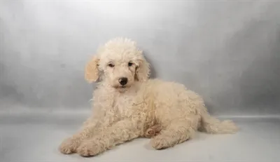 Male Poodle puppy for sale at Puppy Dreams - Memphis.