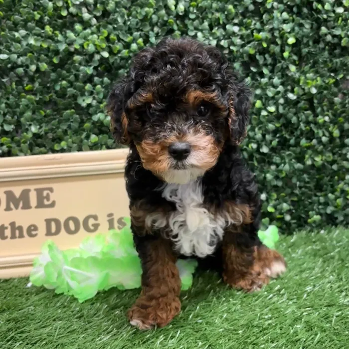 Male Yorkie-Poo puppy named Twix for sale at Puppy Dreams - Memphis.