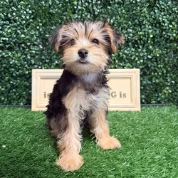 Female Yorkie puppy named Lollipop for sale at Puppy Dreams - Memphis.