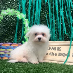Male Maltese puppy named Oso for sale at Puppy Dreams - Memphis.