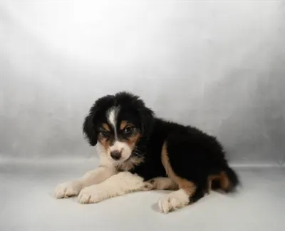 Male Mini Aussie puppy for sale at Puppy Dreams - Memphis.