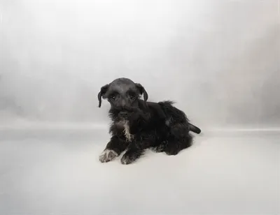 Male Mini Schnauzer puppy for sale at Puppy Dreams - Memphis.