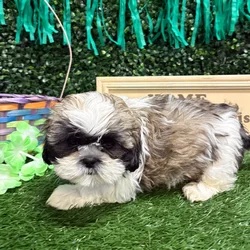 Male Shih Tzu puppy named Moose for sale at Puppy Dreams - Memphis.