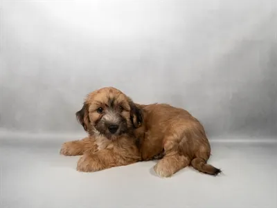 Male Yochon puppy for sale at Puppy Dreams - Memphis.