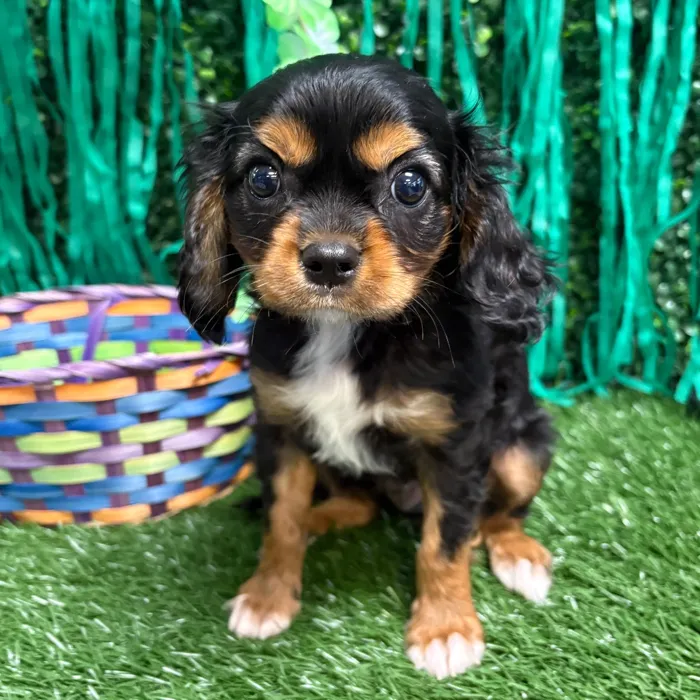 Male Cavalier King Charles Spaniel puppy named Ace for sale at Puppy Dreams - Memphis.