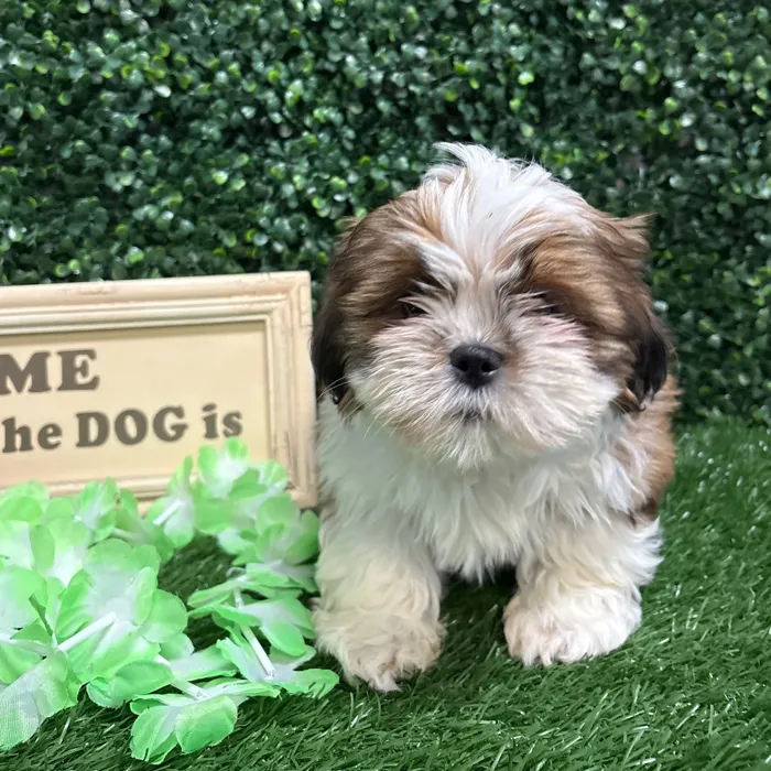 Male Shih Tzu puppy named Sanjay for sale at Puppy Dreams - Memphis.