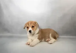 Female Pembroke Welsh Corgi puppy named Cinnamon for sale at Puppy Dreams - Memphis.