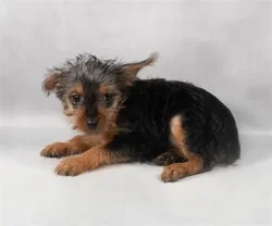 car_main_img_/media/ap_media/pets/MCFHIFFPIDQA128451.webp.250x250_q85.webp