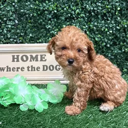 Male Mini Poodle puppy named Rudy for sale at Puppy Dreams - Memphis.