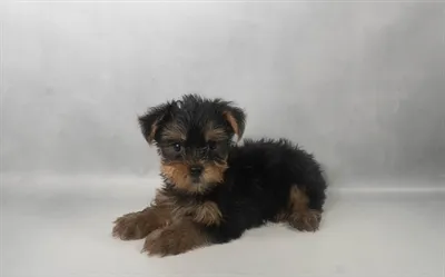 Male Yorkie puppy for sale at Puppy Dreams - Memphis.