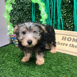 Male Silky Terrier puppy named Lucky for sale at Puppy Dreams - Memphis.