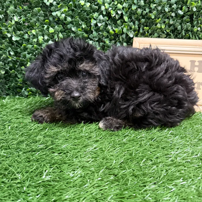 Male Havapoo puppy named Sid for sale at Puppy Dreams - Memphis.