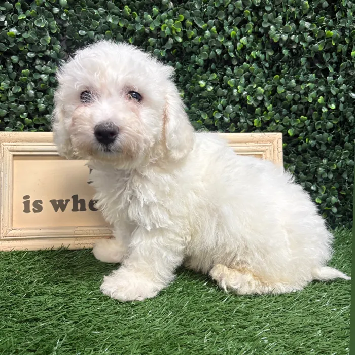 Male Bichon puppy named Winston for sale at Puppy Dreams - Memphis.