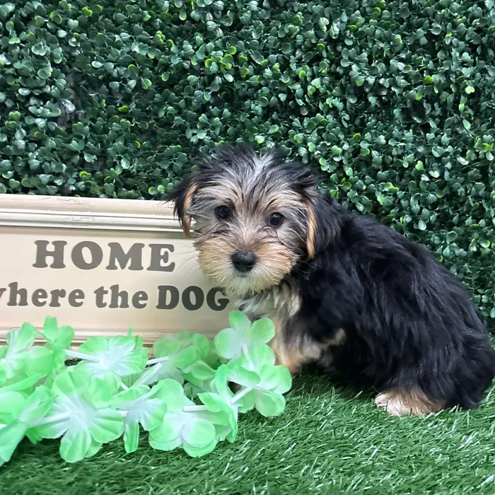 Male Morkie puppy named Ashton for sale at Puppy Dreams - Memphis.