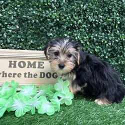 Male Morkie puppy named Ashton for sale at Puppy Dreams - Memphis.