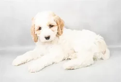 car_main_img_/media/ap_media/pets/NIRWDVNEJGKP124512.webp.250x250_q85.webp
