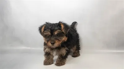 Male Yorkie puppy for sale at Puppy Dreams - Memphis.