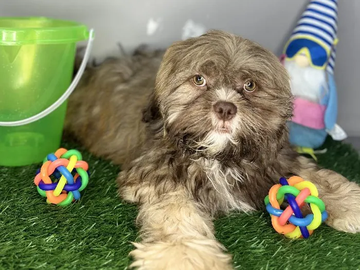 Male Shih Tzu Puppy for Sale in Cordova, TN