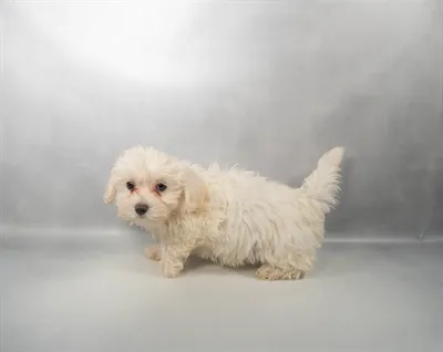 Female Maltese puppy for sale at Puppy Dreams - Memphis.