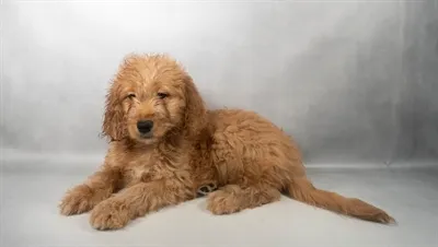 Female Hybrid puppy for sale at Puppy Dreams - Memphis.