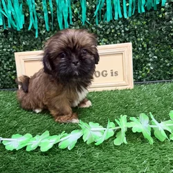 Female Shih Tzu puppy named Jinx for sale at Puppy Dreams - Memphis.