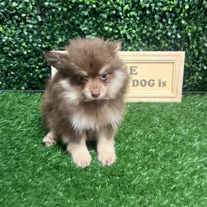 Male Pomeranian puppy named Jack for sale at Puppy Dreams - Memphis.