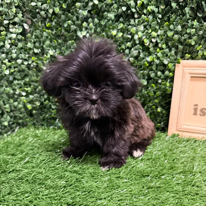 Female Shih Tzu puppy named Mai for sale at Puppy Dreams - Memphis.