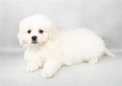 car_main_img_/media/ap_media/pets/POVPSZHZVDLI124516.webp.250x250_q85.webp