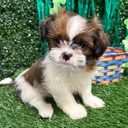 Male Shih Tzu puppy named Bear for sale at Puppy Dreams - Memphis.