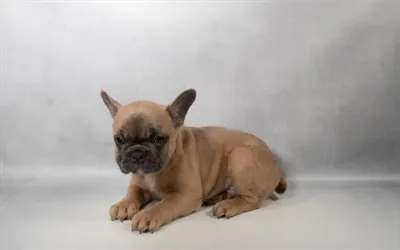 Male French Bulldog puppy for sale at Puppy Dreams - Memphis.