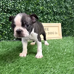 Male Boston Terrier puppy named Ronnie for sale at Puppy Dreams - Memphis.