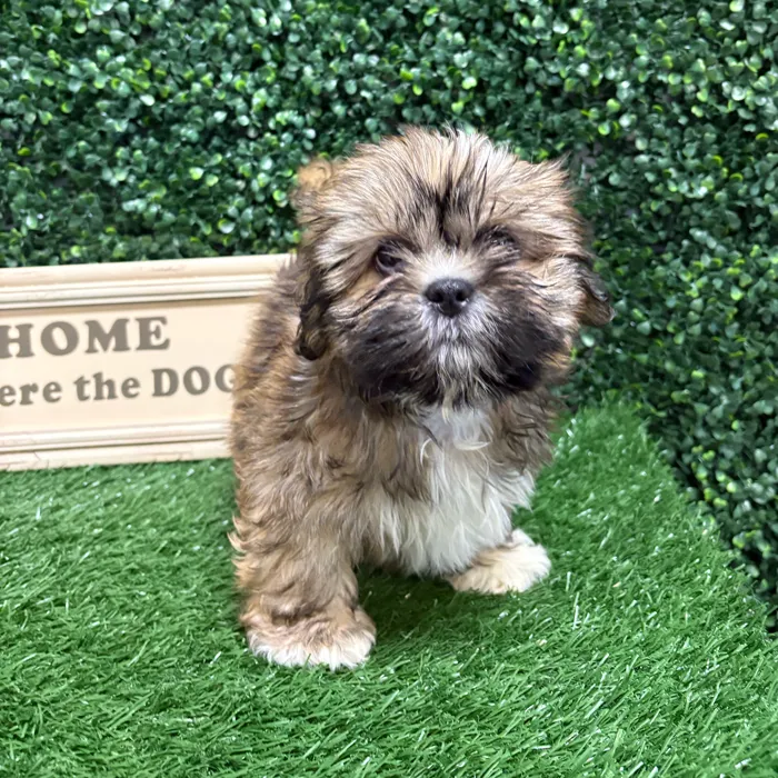 Male Lhasa Apso puppy named Sox for sale at Puppy Dreams - Memphis.
