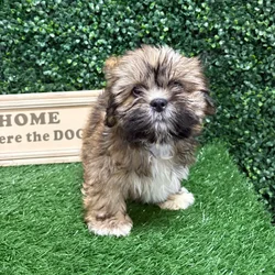 Male Lhasa Apso puppy named Sox for sale at Puppy Dreams - Memphis.