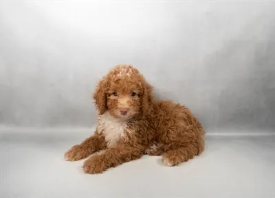 Male Poodle puppy for sale at Puppy Dreams - Memphis.